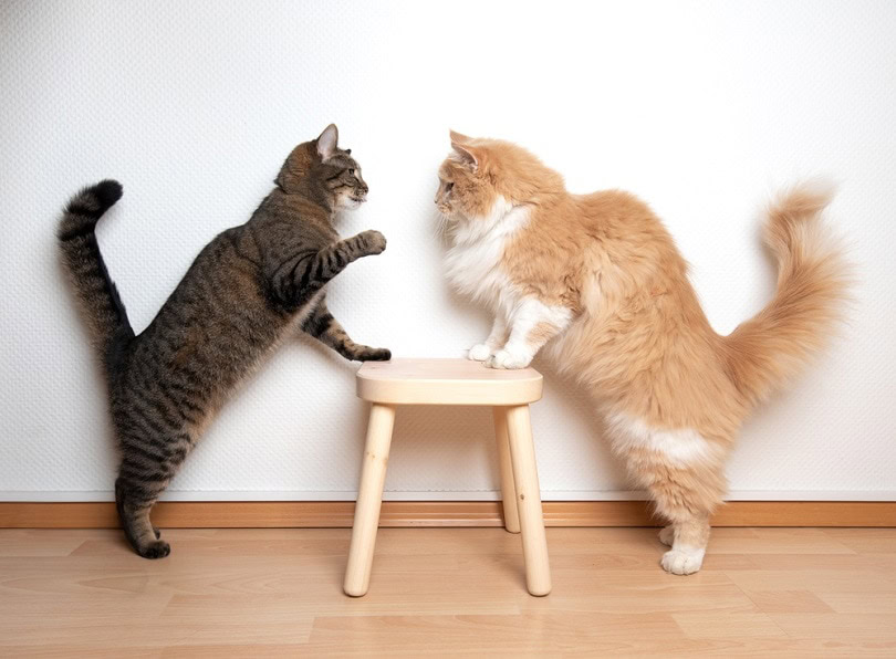 two cats staring at each other while leaning on a small chair, socialization