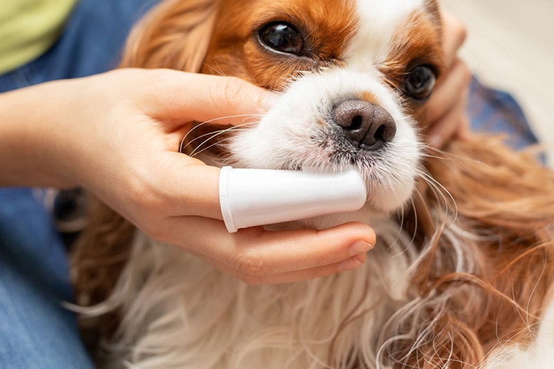 cavalier king charles spaniel toothbrush dog
