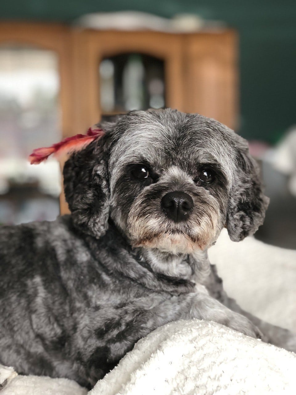 cavoodle