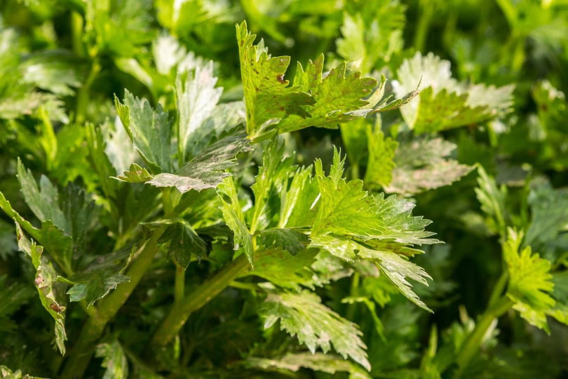 celery vegetable