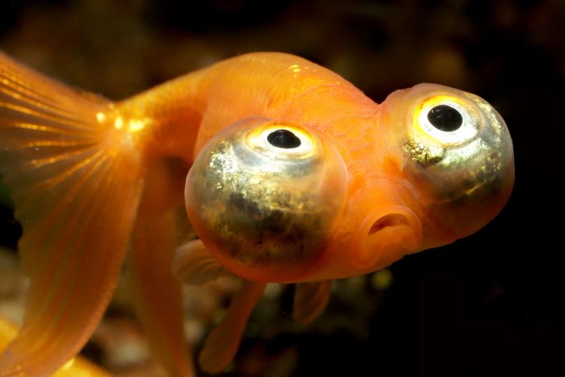 celestial eye goldfish_Dan Olsen_Shutterstock