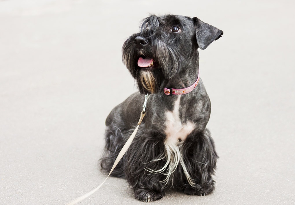 Cesky Terrier