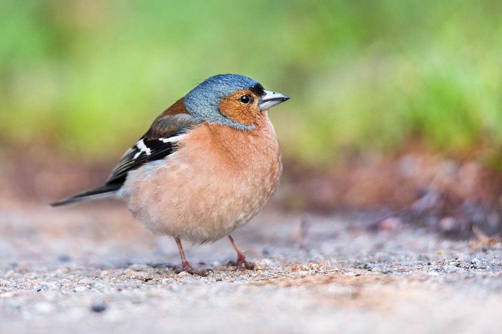 chaffinch