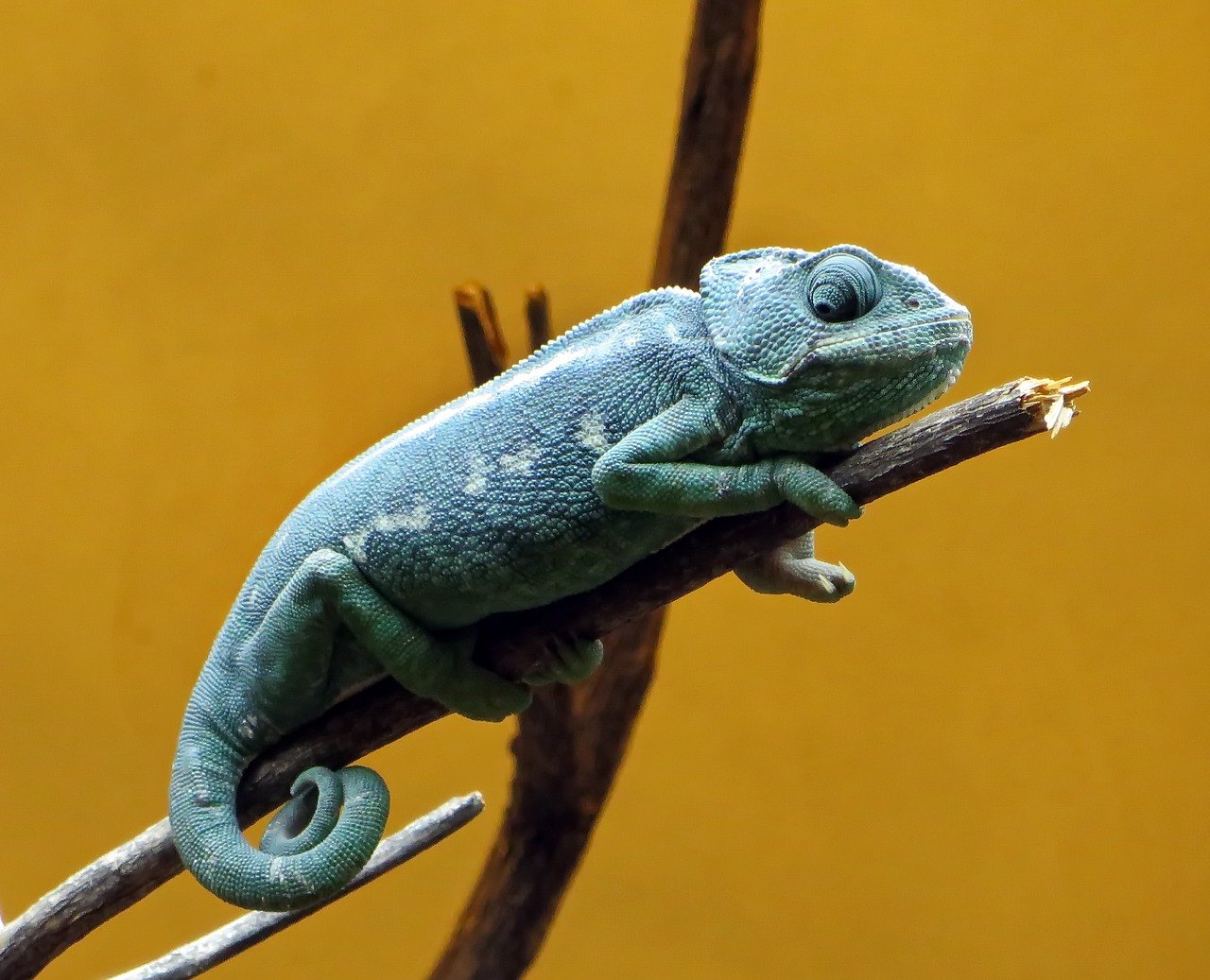 chameleon
