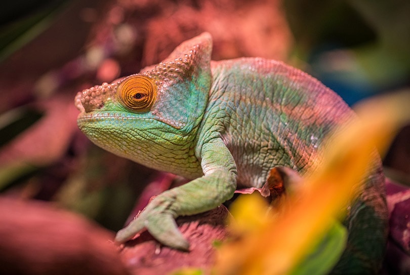chameleon branch rubbing