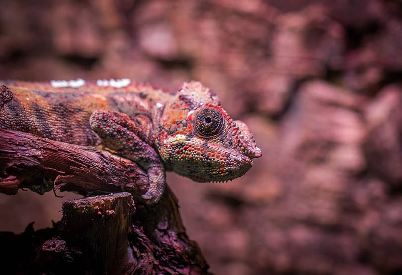 chameleon camouflage on a tree branch