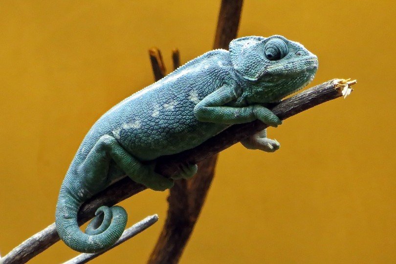 chameleon clinging onto a branch