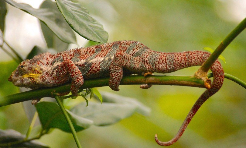 chameleon close up