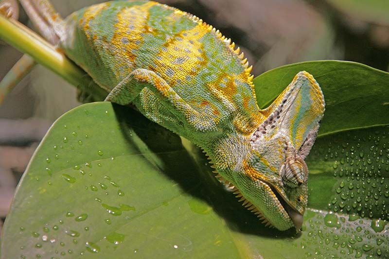 chameleon drinking water from a leaf