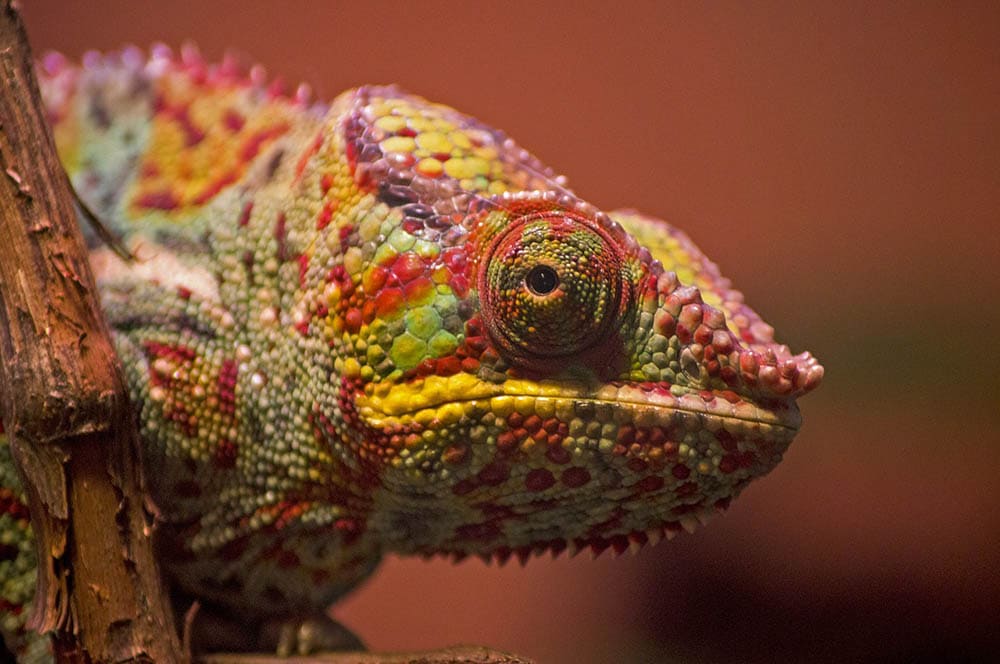 chameleon head up close