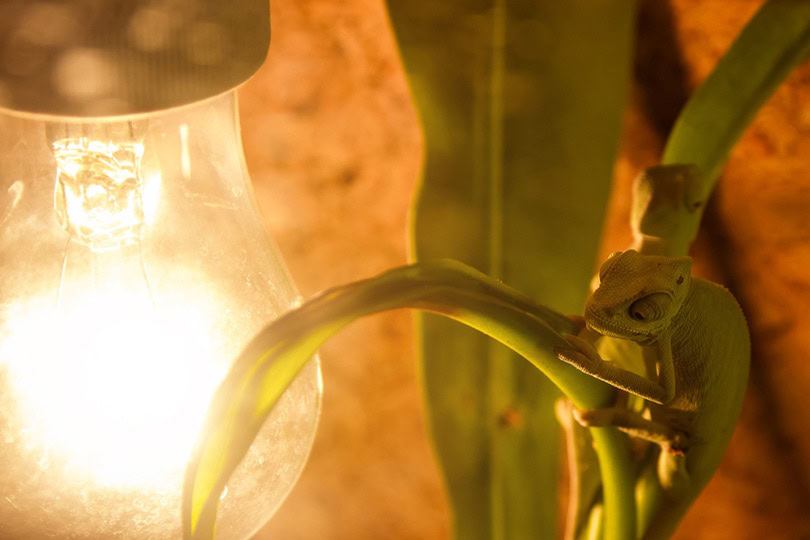 chameleon near a heat lamp