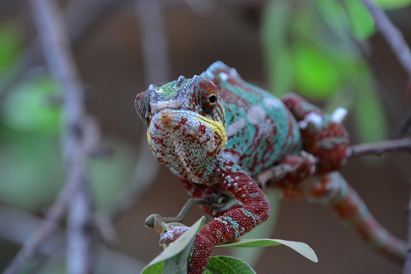 chameleon on a branch