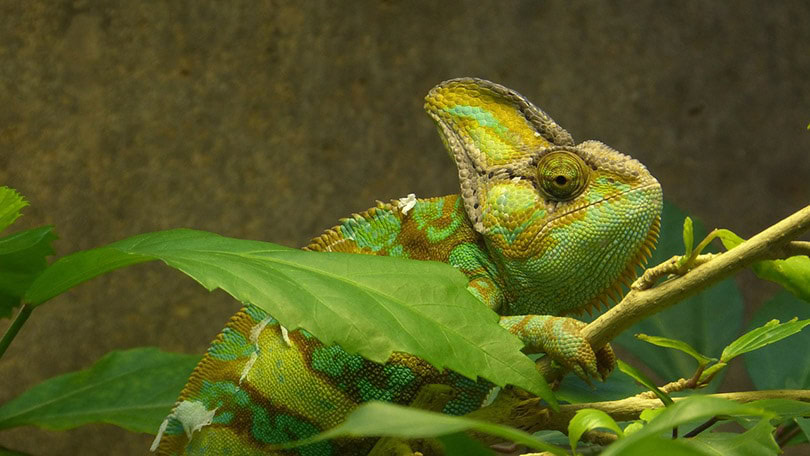 chameleon trying to hide behind the leaves