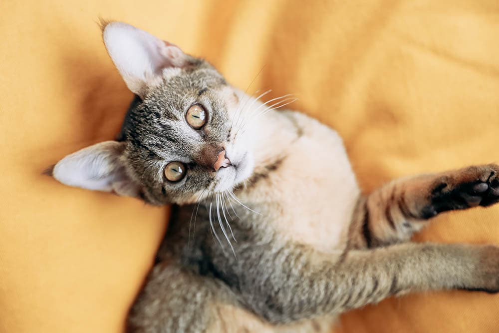 chausie cat in bed