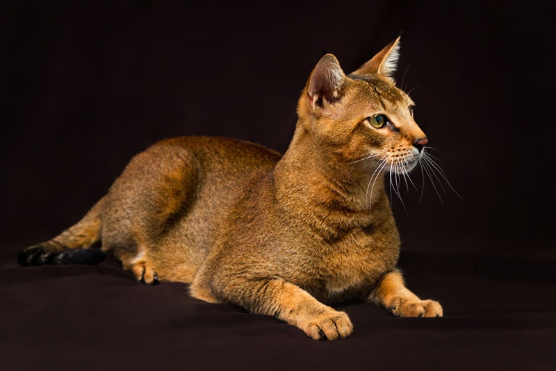 chausie cat on dark background
