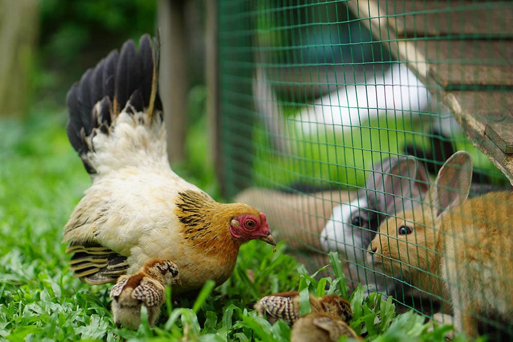 Chicken and rabbits