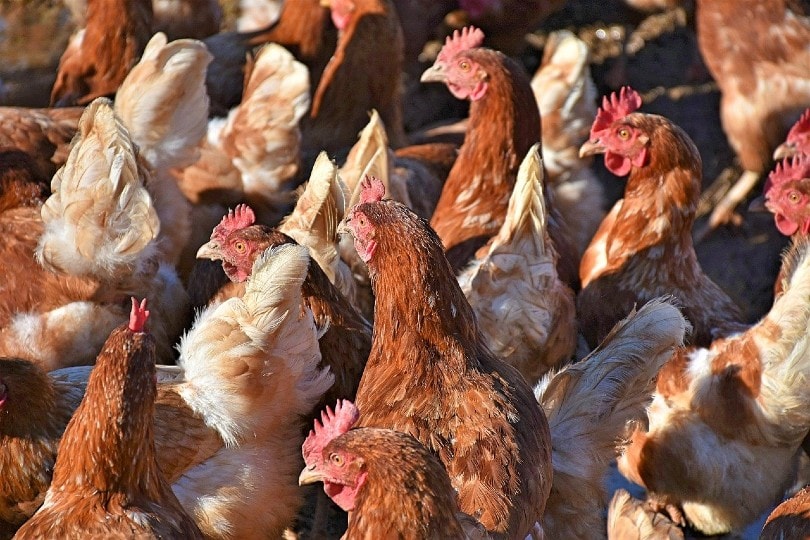 chicken droves