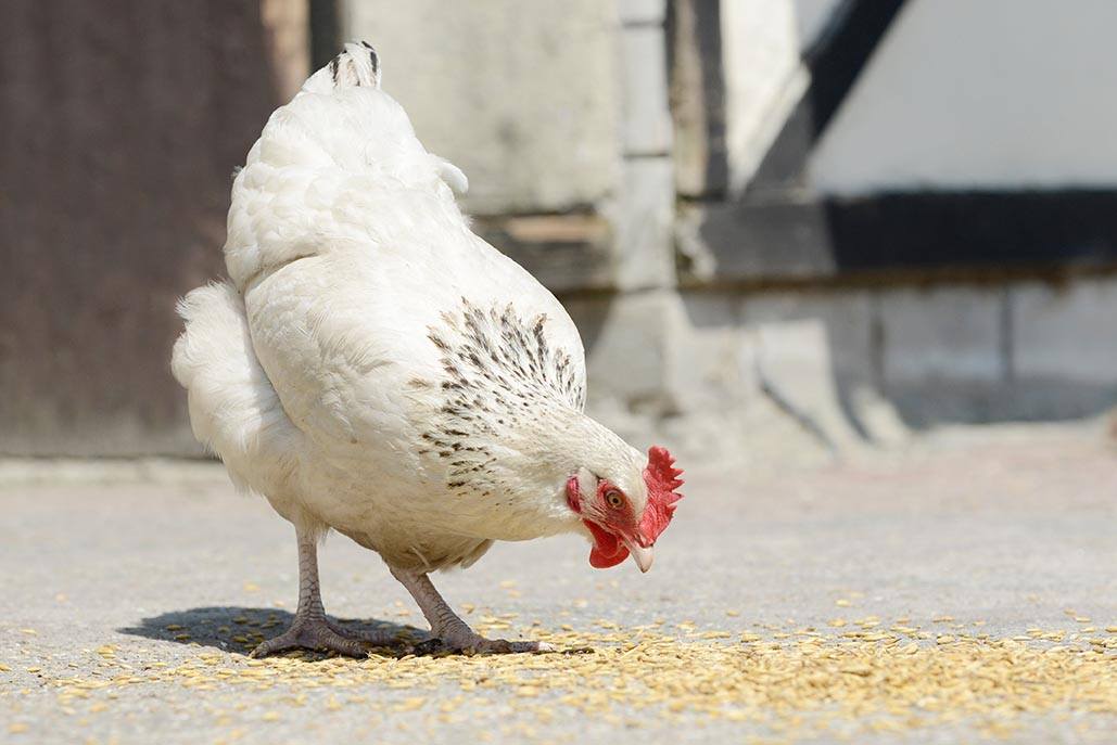 chicken eating seeds