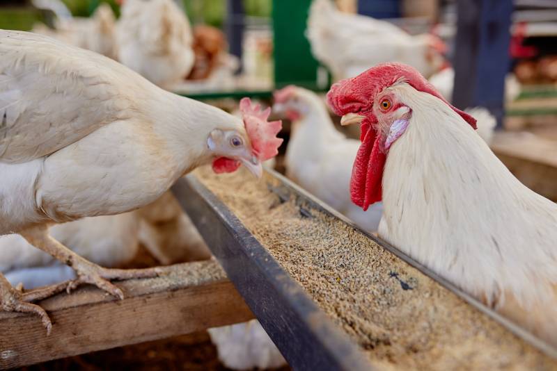 chicken eats feed and grain at eco chicken farm