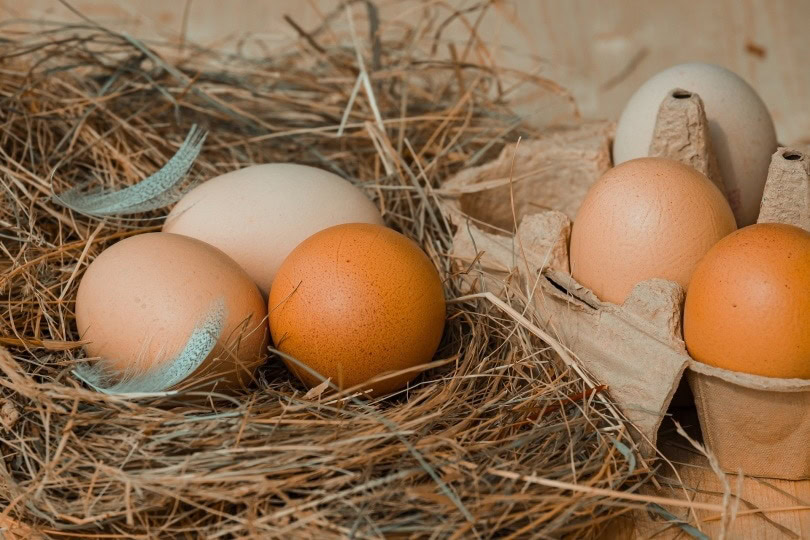 chicken eggs
