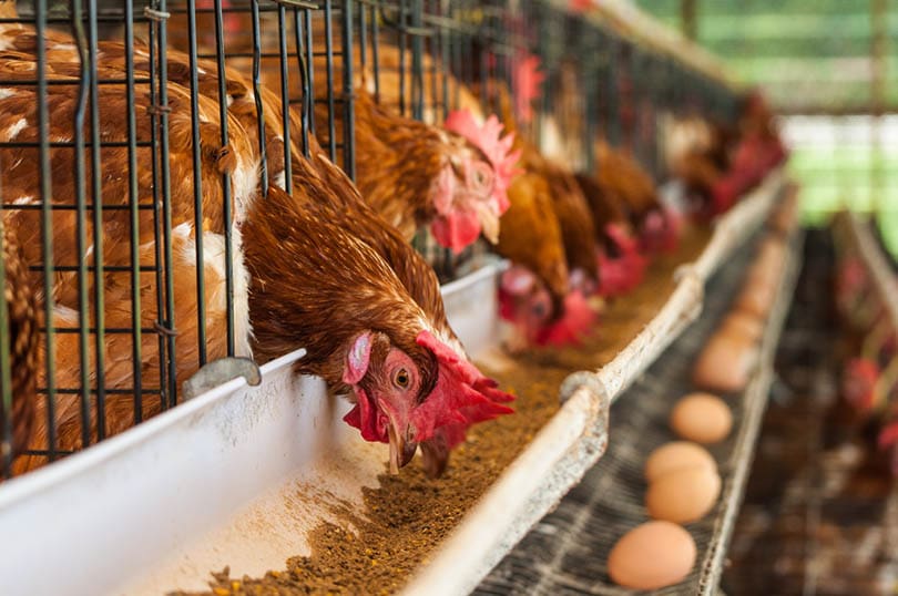 chicken farm factory