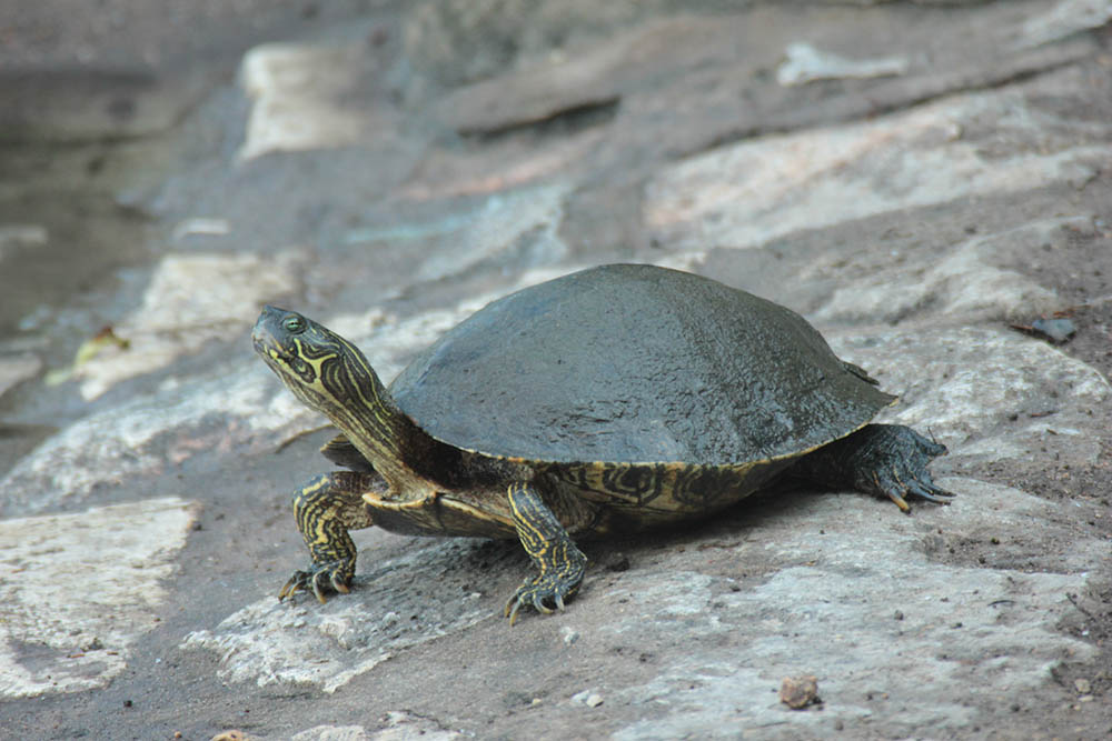 Chicken Turtle