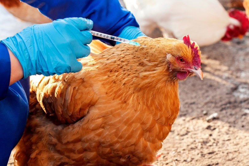 chicken vet.