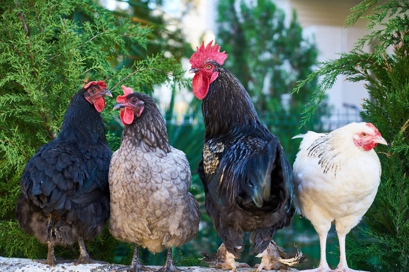 chickens