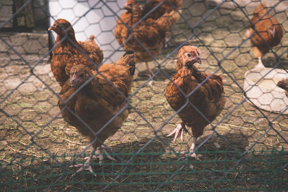 chickens inside the coop