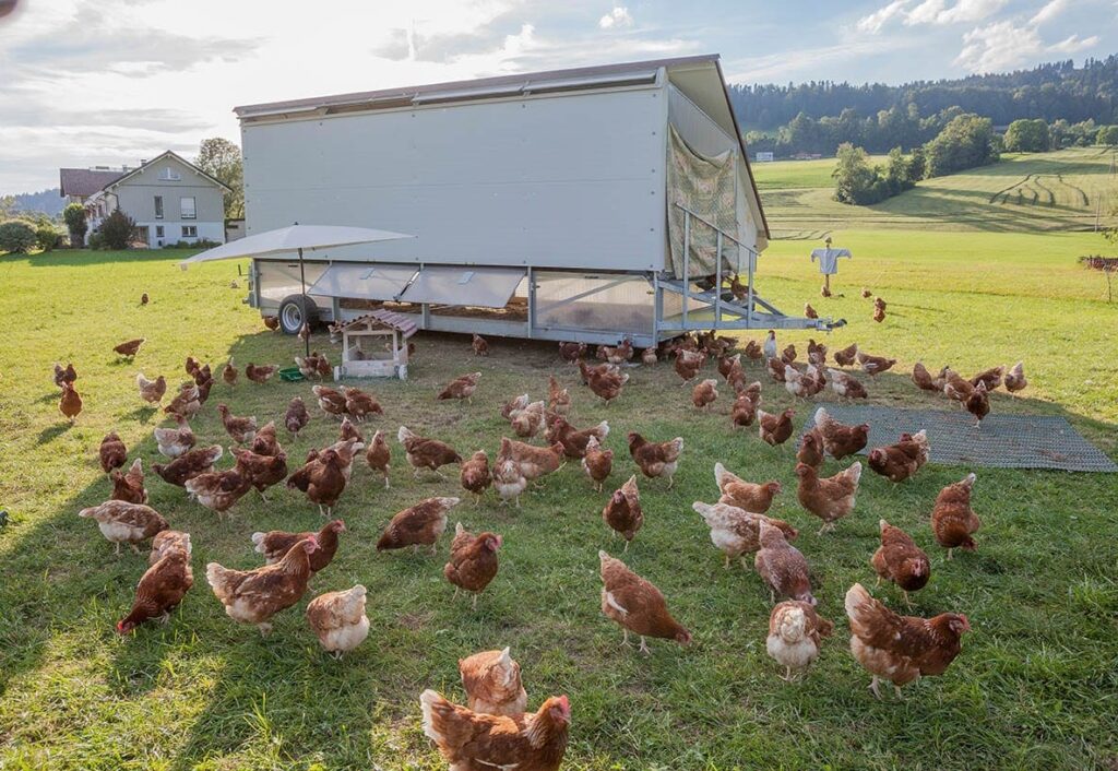 chicken outside mobile coop