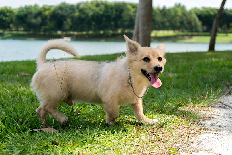 chigi dog