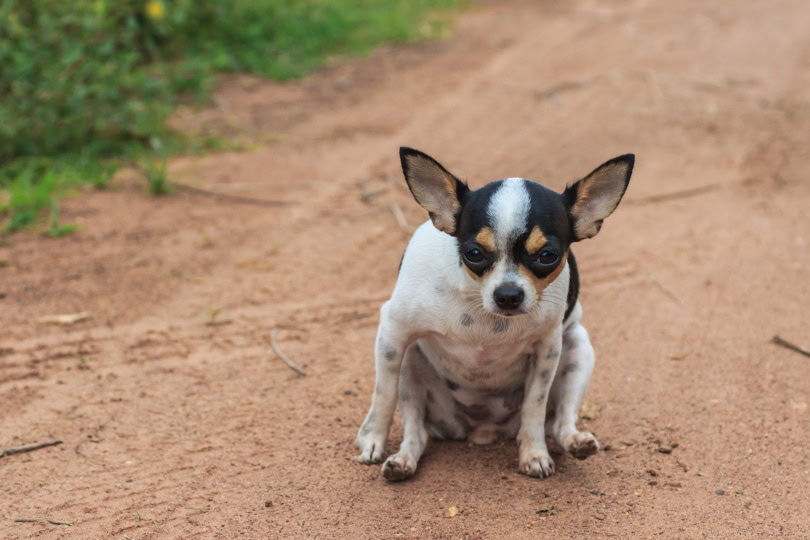 chihuahua dog drag its butt