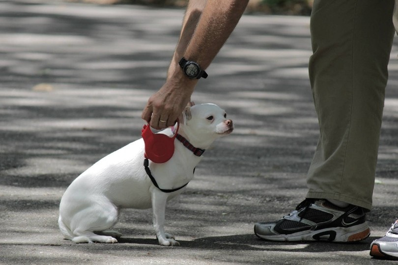 chihuahua on a leash