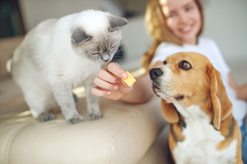 child feeds the dog and cat together