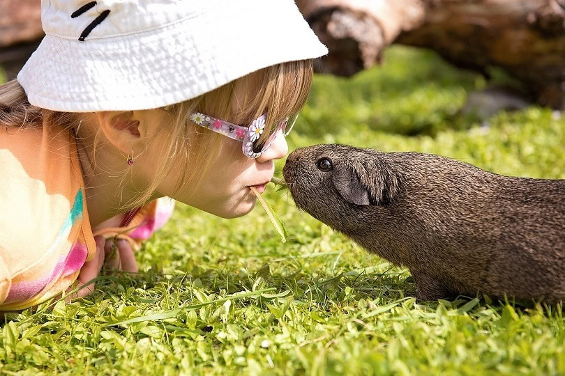 child-guinea pig-pixabay