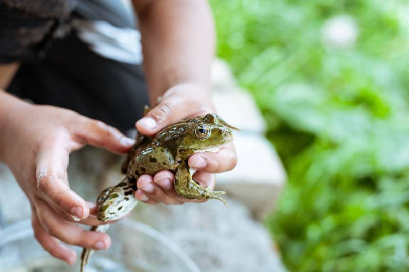 child holds a large frog in his hands