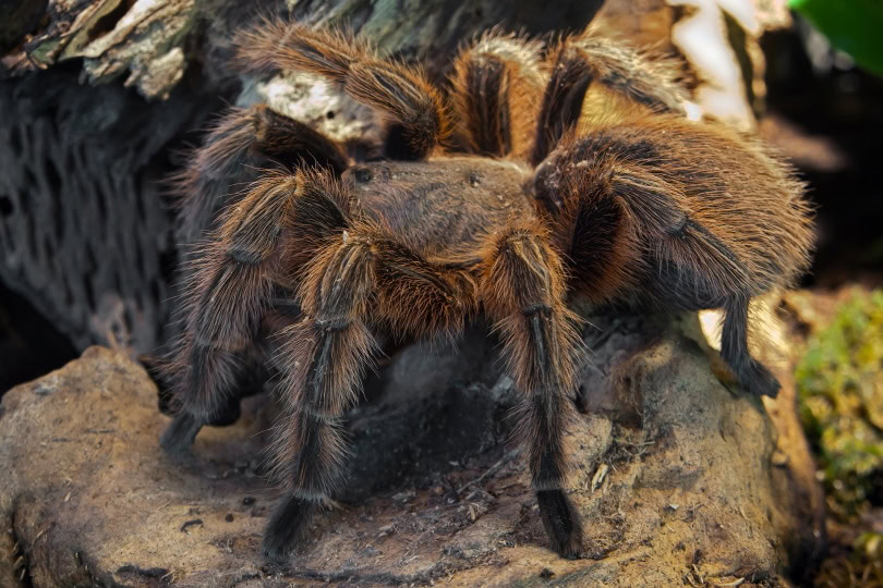 chilean rose hair tarantula_Foto-Rabe_Pixabay