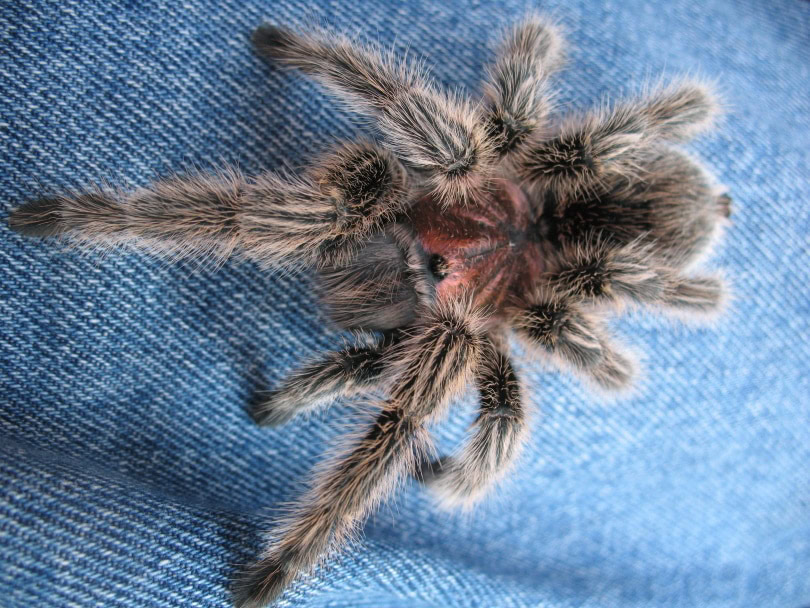 chilean rose hair tarantula_Piqsels