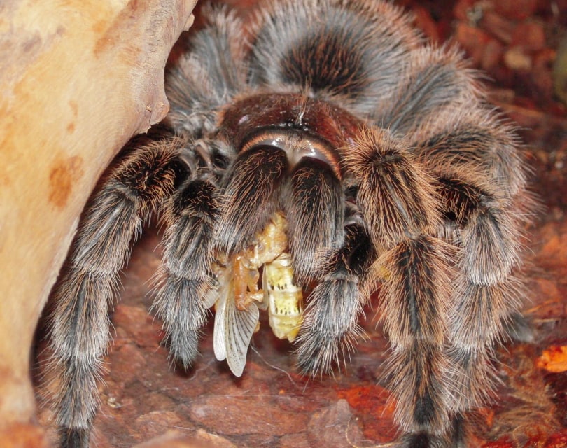 chilean tarantula_Piqsels