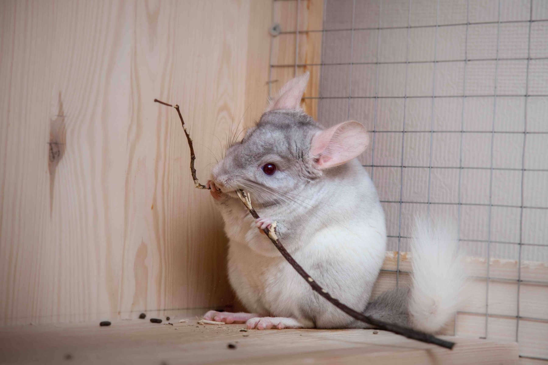 cute chinchilla