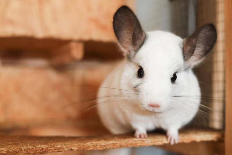 chinchilla in the cage