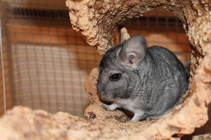 chinchilla
