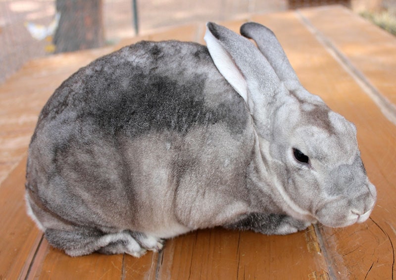chinchilla rex rabbit on wooden surface
