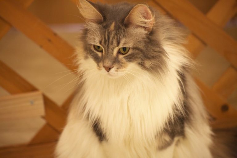 chinchilla silver manx cat_Shutterstock_applevinci
