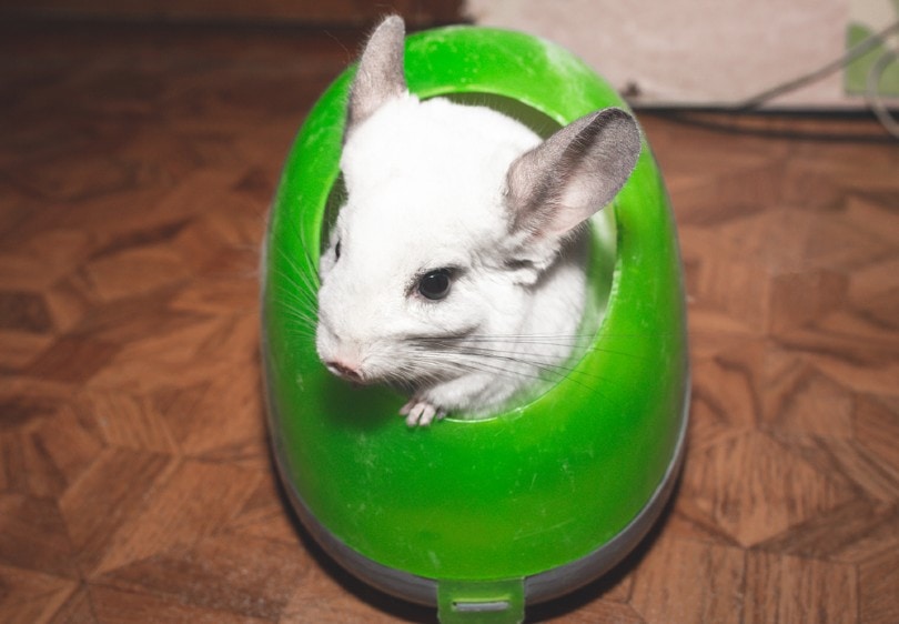 chinchilla taking a dust bath