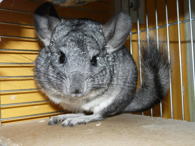 chinchilla-pixabay