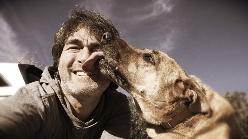 chinook dog licking face