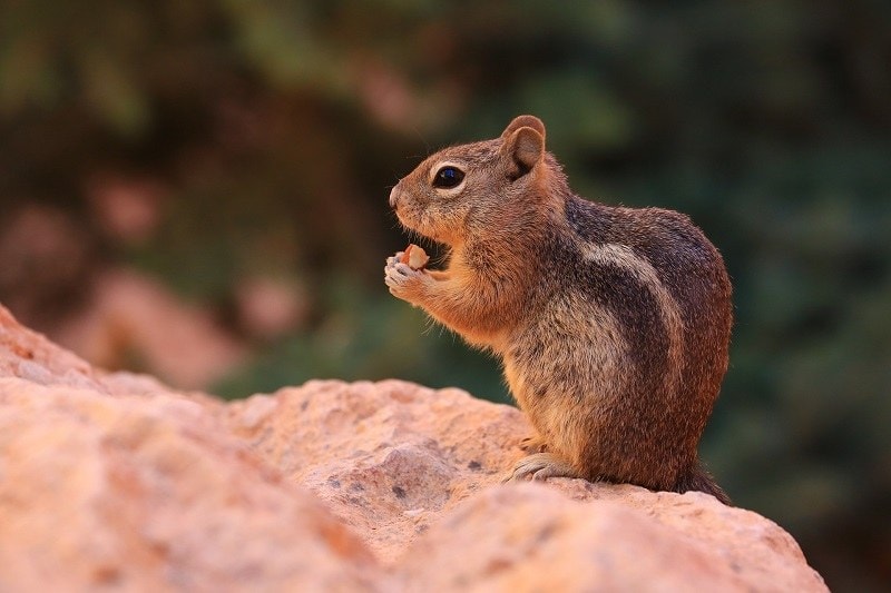 chipmunk eating