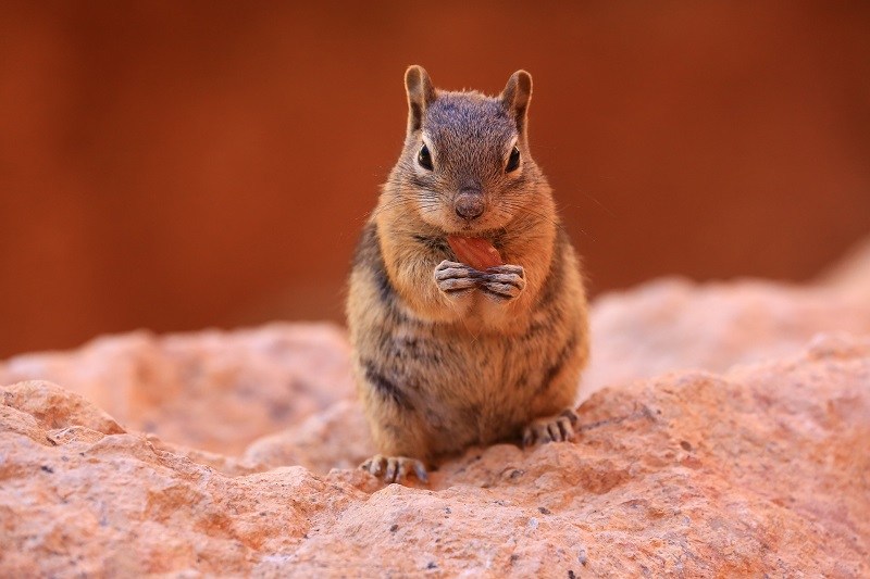 chipmunk in the wild