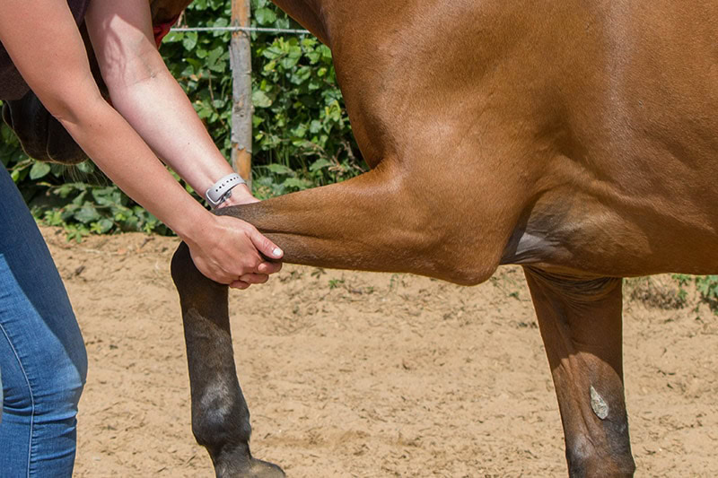 chiropractor giving physical therapy on horse's leg